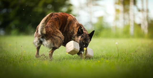 Holländsk Herdehund som tar en apportbock.