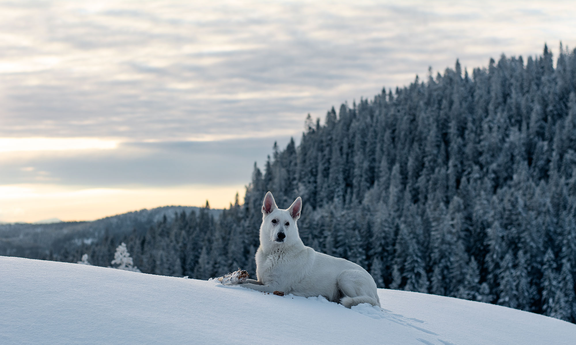 En vit herdehund ligger på snötäckt fält