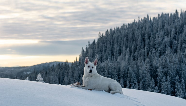 En vit herdehund ligger på snötäckt fält