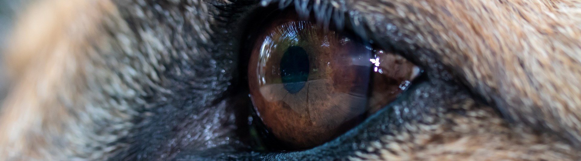 Närbild på hundöga