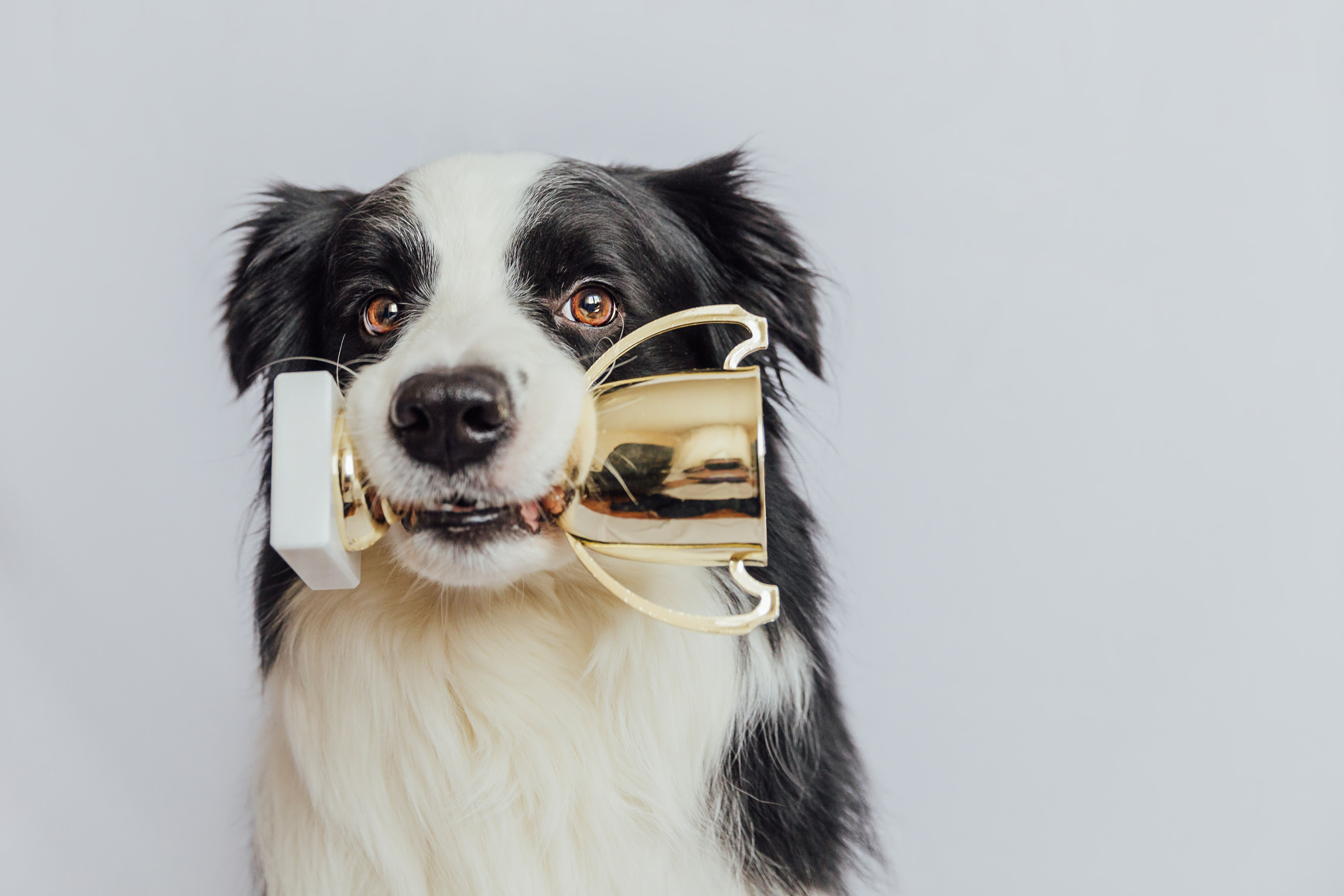 Border collie som apporterar en guld-pokal
