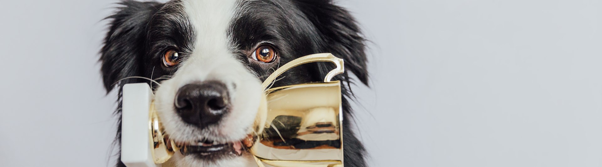 Border collie som apporterar en guld-pokal