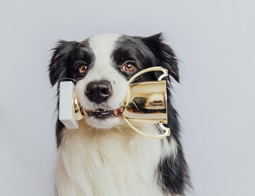 Border collie som apporterar en guld-pokal