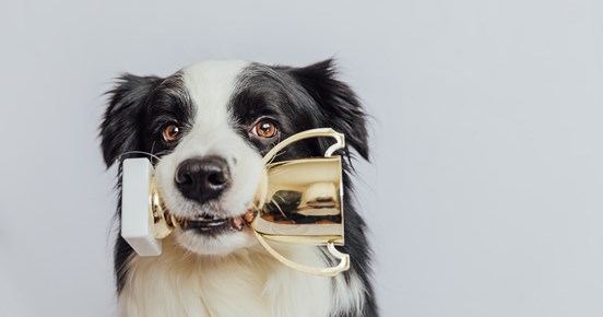 Border collie som apporterar en guld-pokal