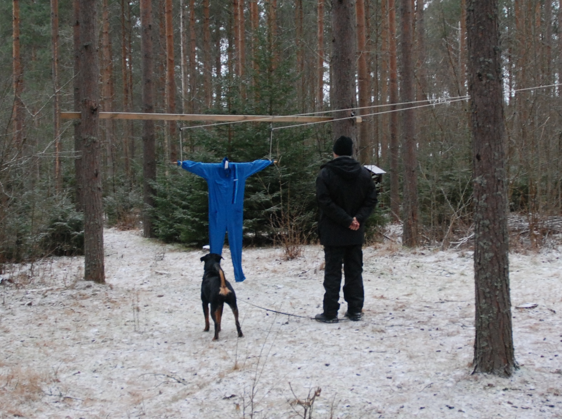 Rottweiler vid dumpen på MH