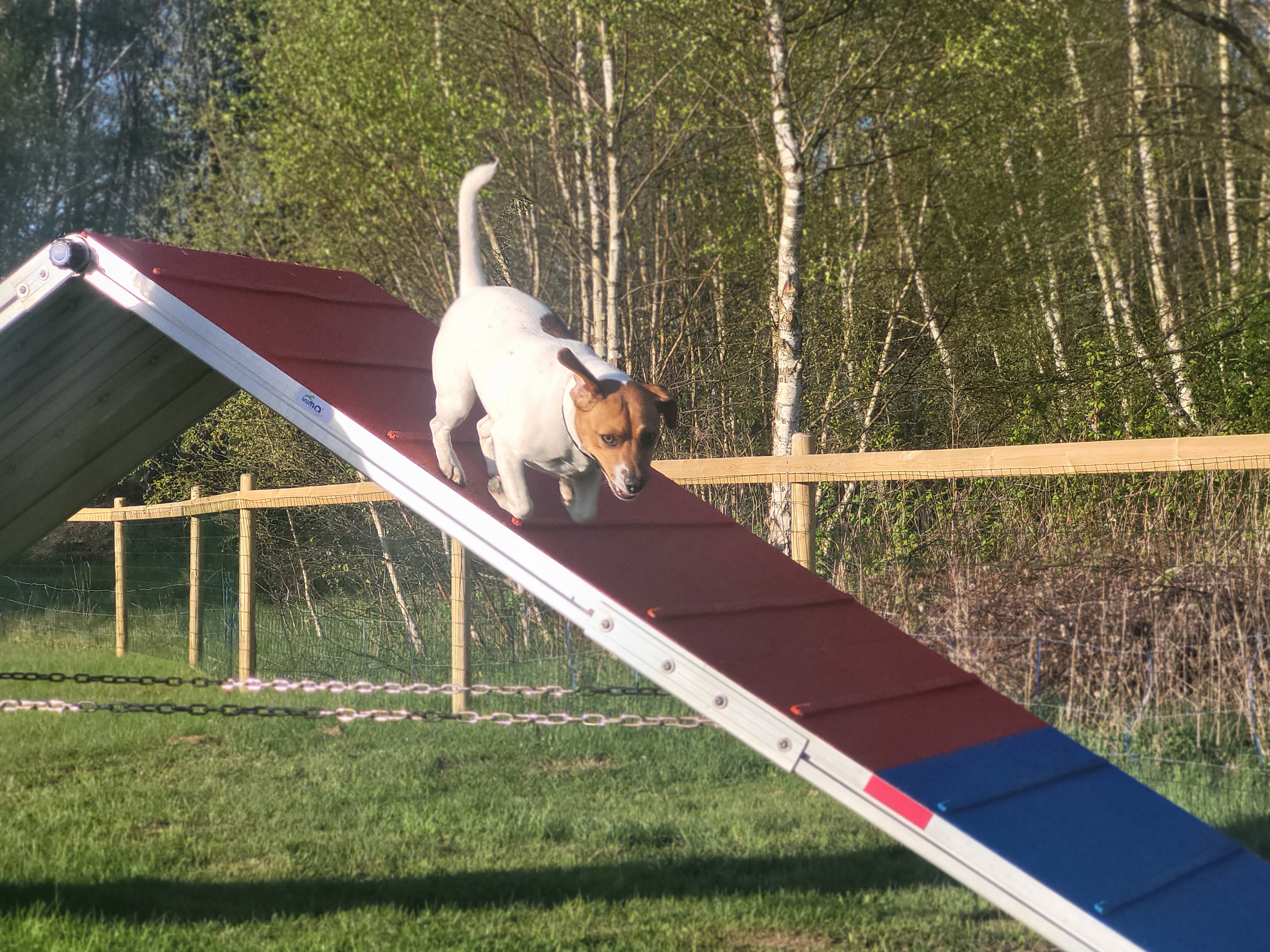 Dansksvensk gårdshund spring på ahinder