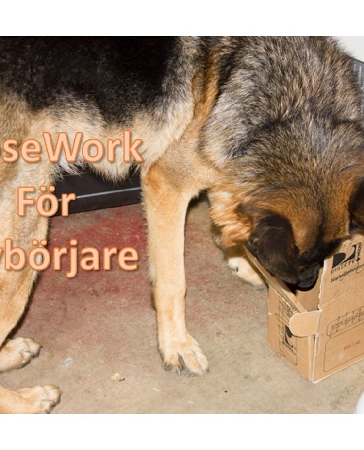 Nosework deltagare