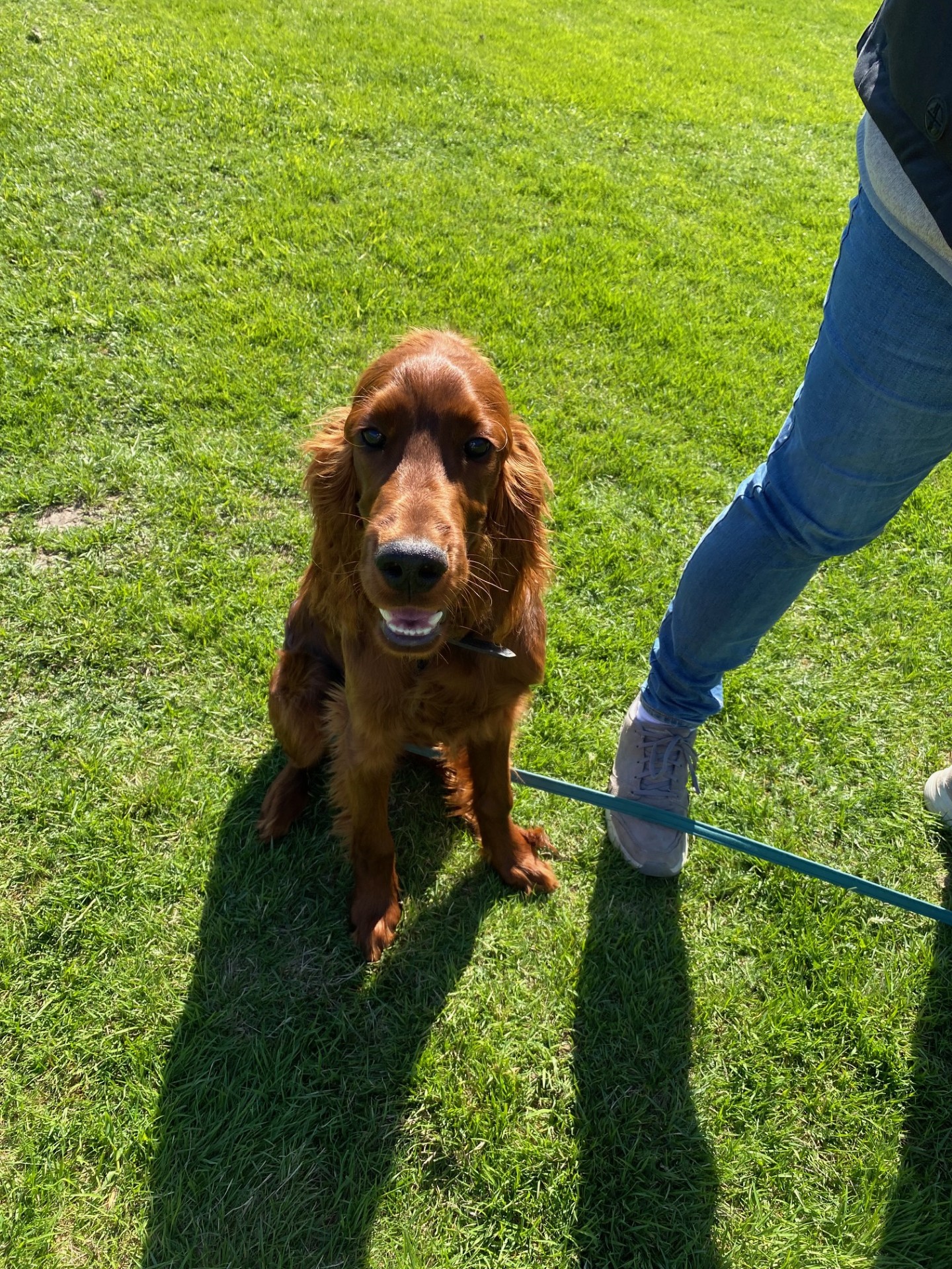 hund som tittar in i kamera