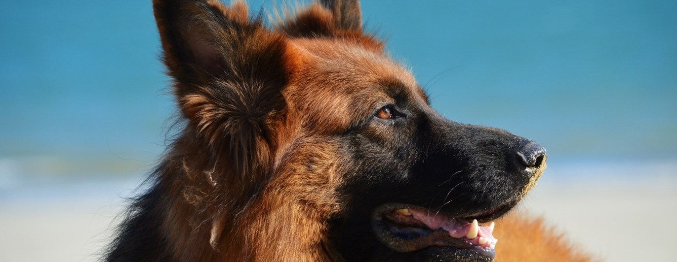 Bild som visar en tysk schäferhunds huvud i profil.