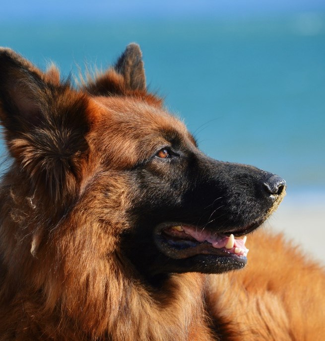 Bild som visar en tysk schäferhunds huvud i profil.