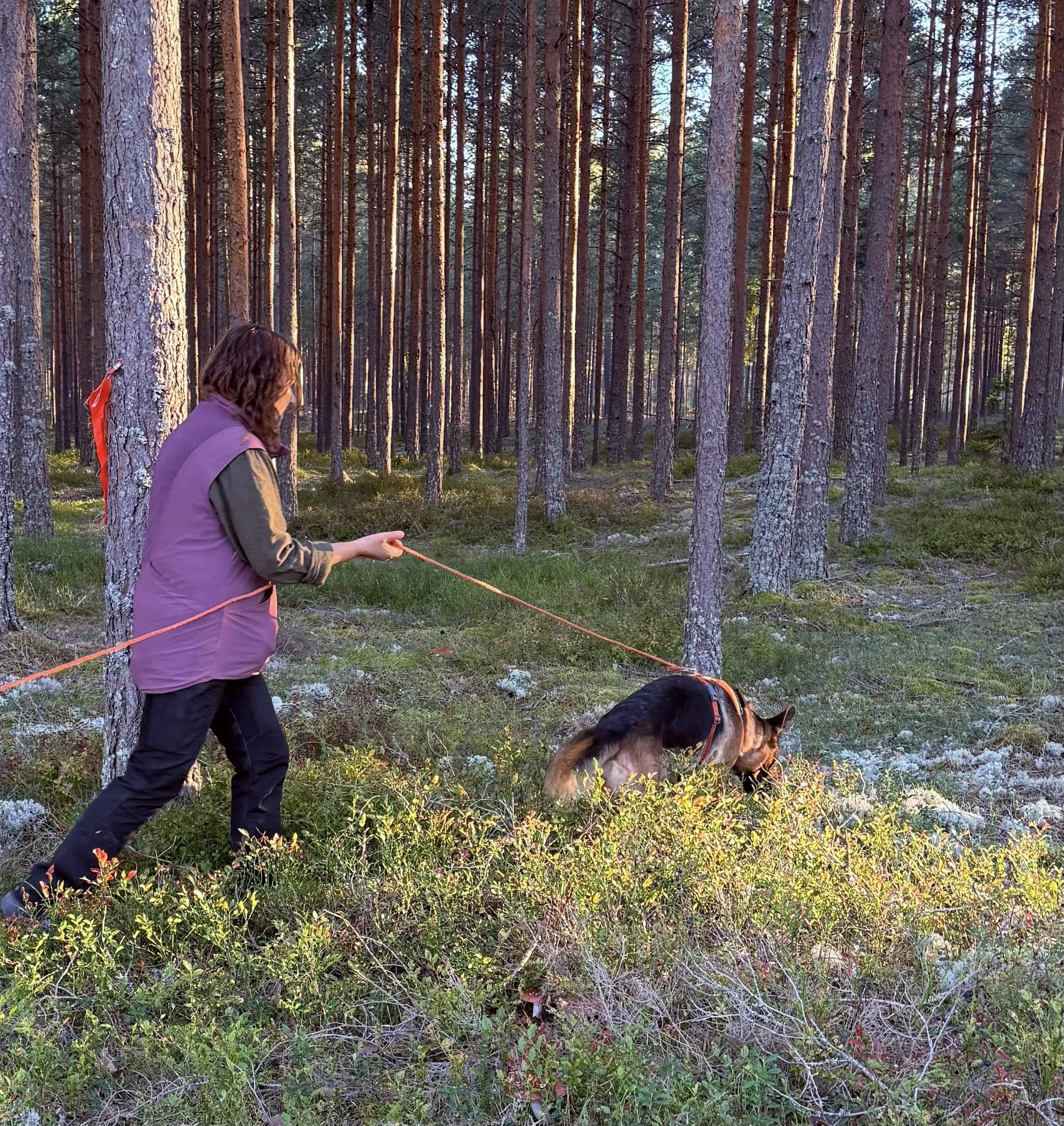 Schäfer spårar