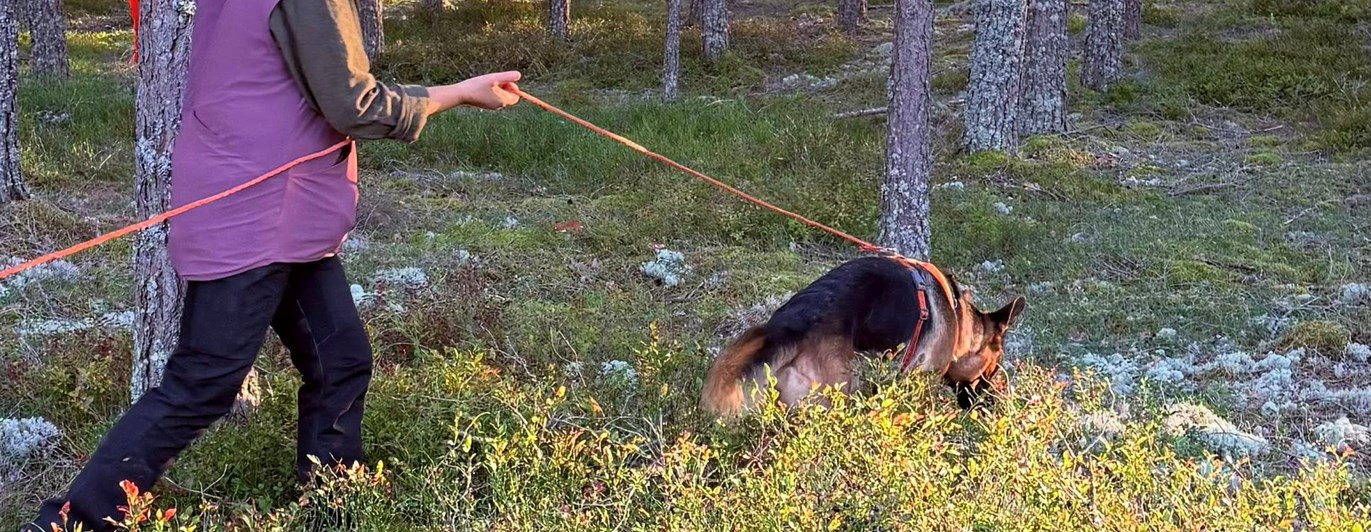 Schäfer spårar
