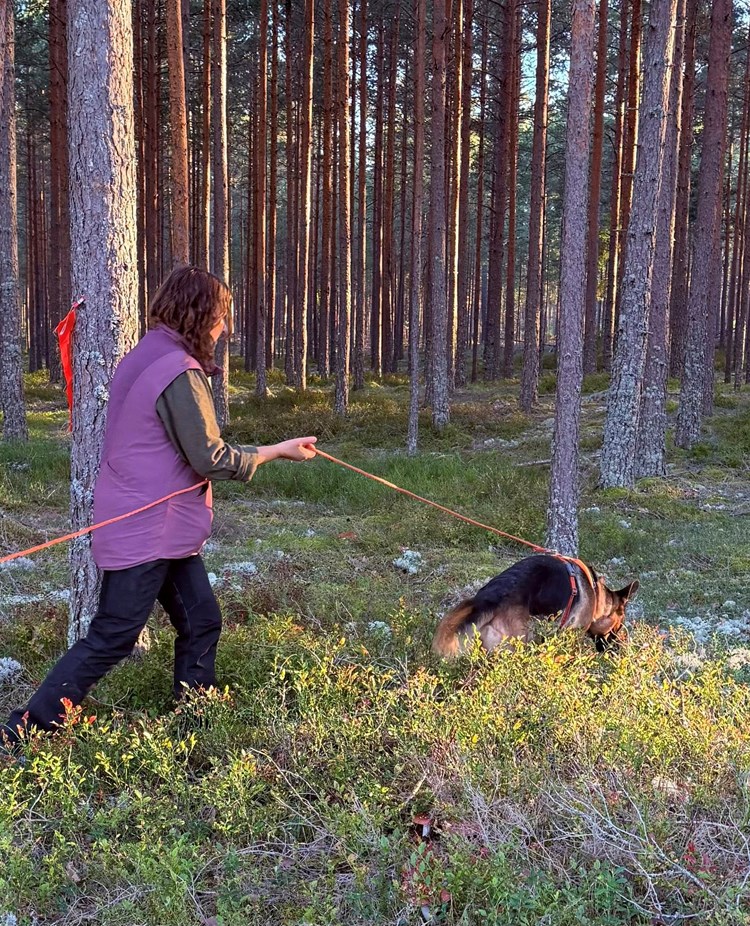 Schäfer spårar