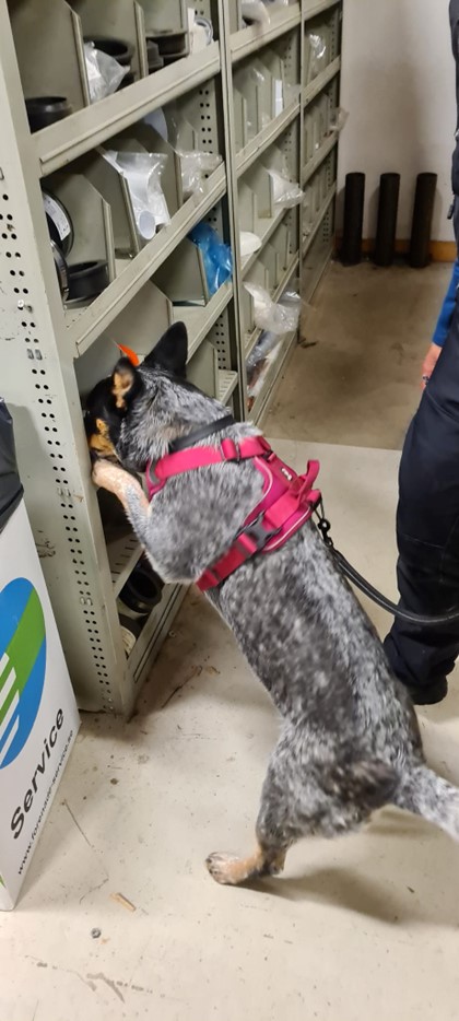 Hund letar Röd kong - Specialsök