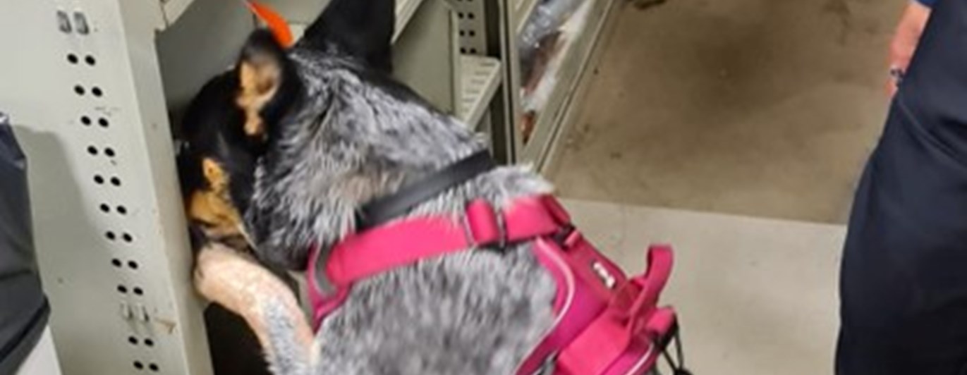 Hund letar Röd kong - Specialsök