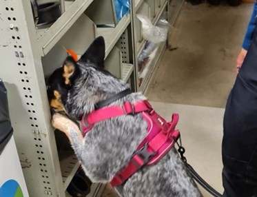 Hund letar Röd kong - Specialsök
