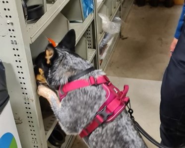 Hund letar Röd kong - Specialsök