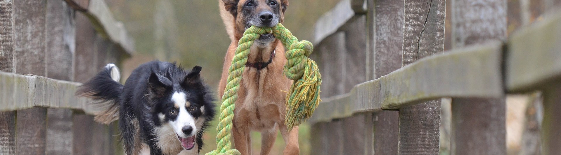 Bild som visar en bordercollie och en malinois som bär en stor leksak på en bro.