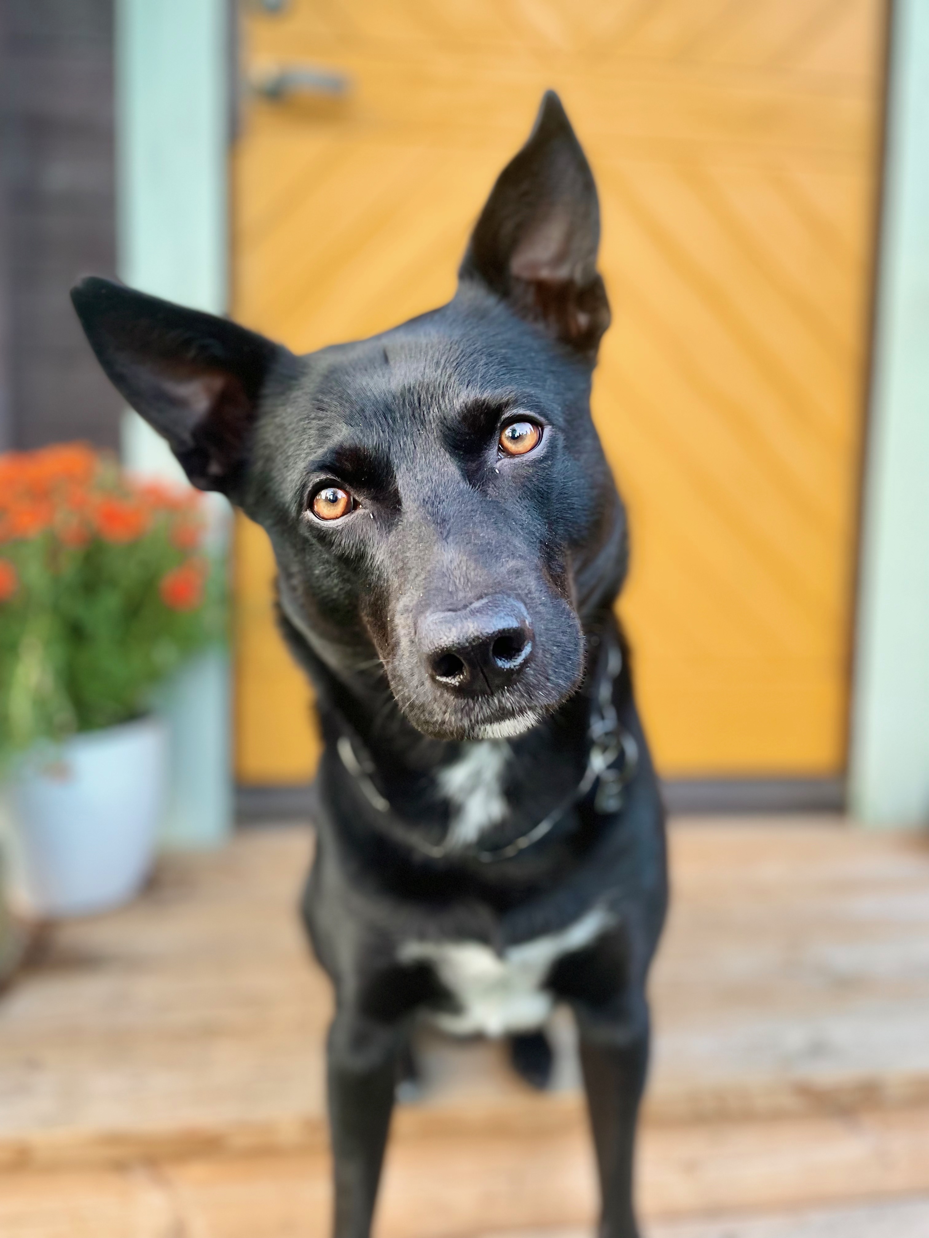 Svart hund på trappa