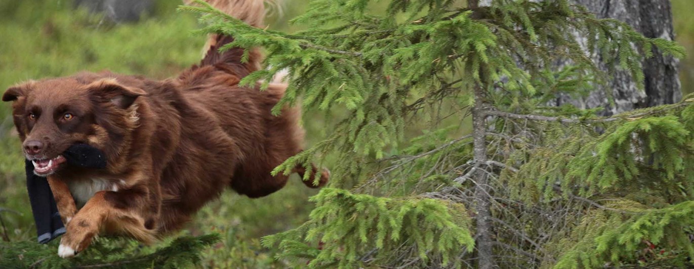 Brun Border collie liknande hund springer genom skogen med uppletad strumpa, är mitt i ett skutt