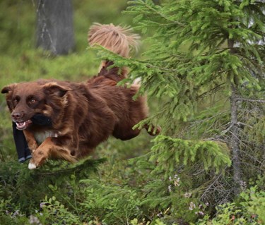Brun Border collie liknande hund springer genom skogen med uppletad strumpa, är mitt i ett skutt