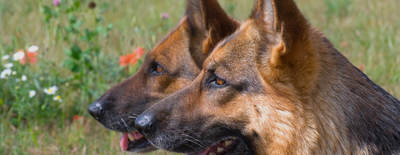 Två schäferhuvuden i profil.