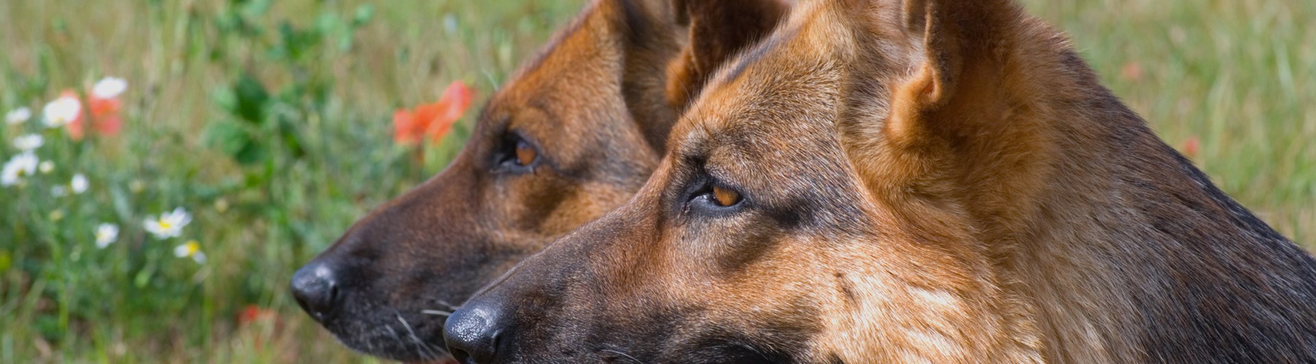 Två schäferhuvuden i profil.