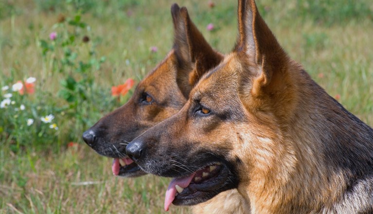Två schäferhuvuden i profil.