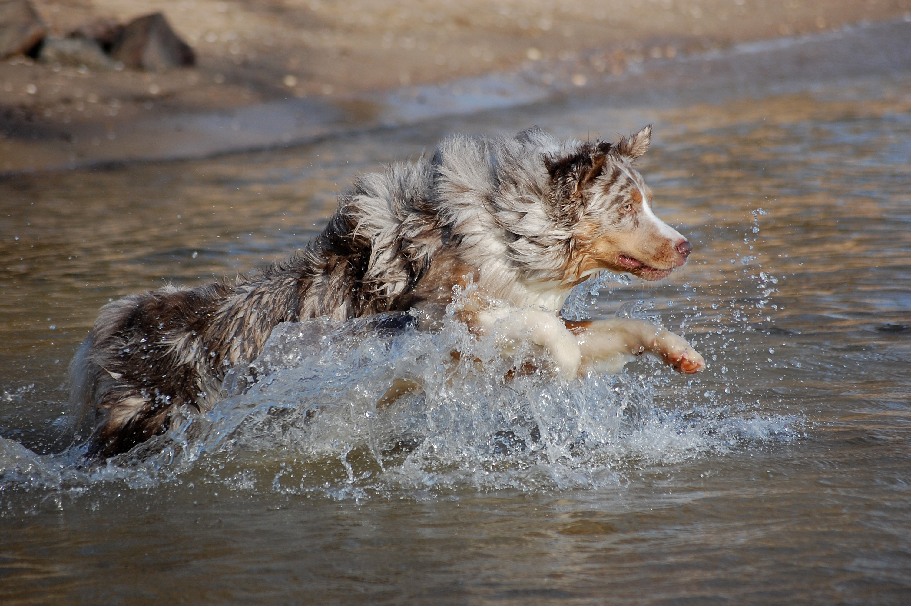 Australian Shepherd som springer ut i vattnet på en strand