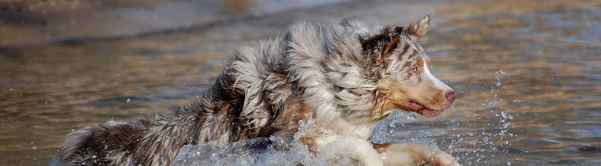 Australian Shepherd som springer ut i vattnet på en strand