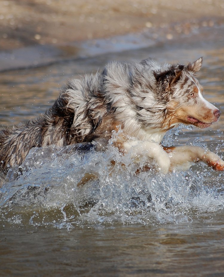 Australian Shepherd som springer ut i vattnet på en strand