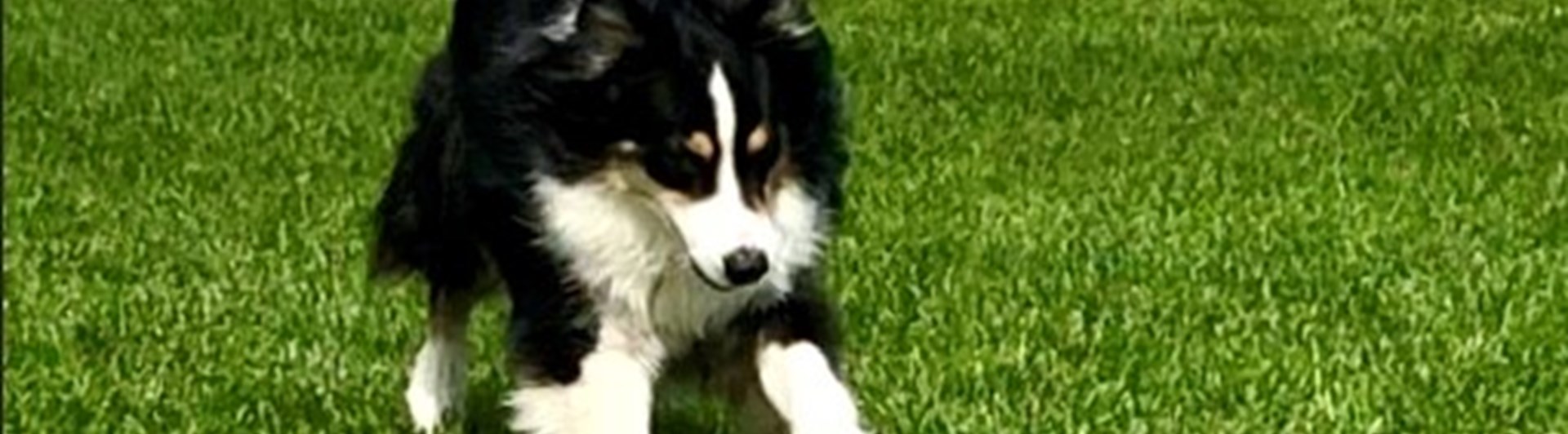 Hund på väg att apportera tung apport