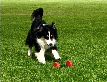 Hund på väg att apportera tung apport