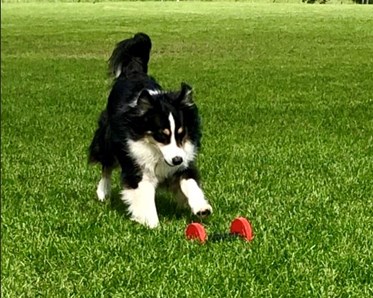 Hund på väg att apportera tung apport