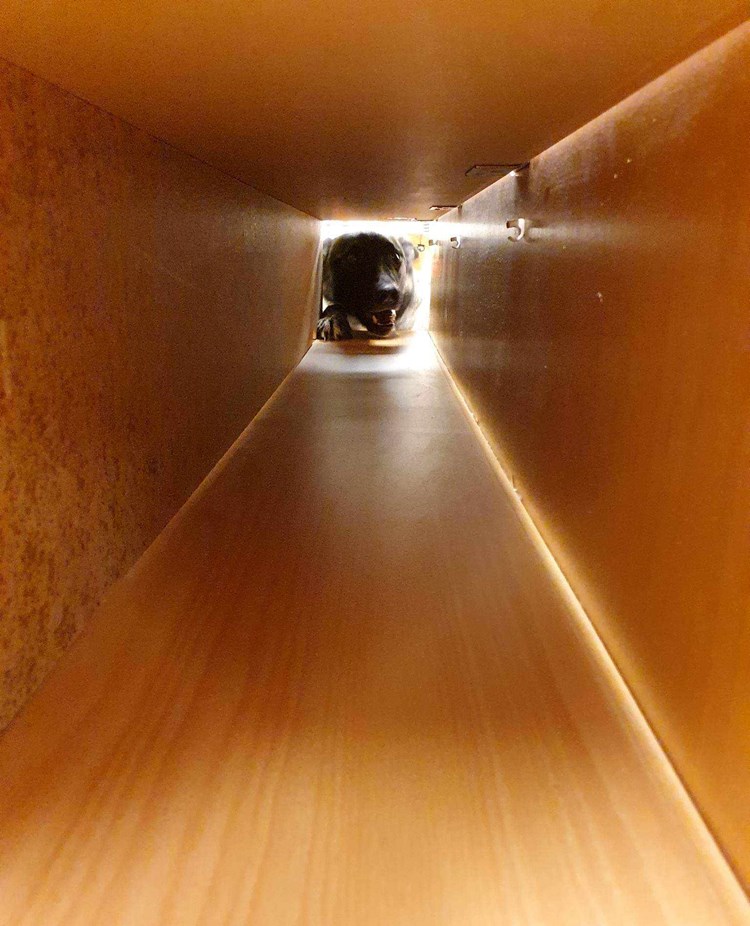 nedansijans brukshundsklubb