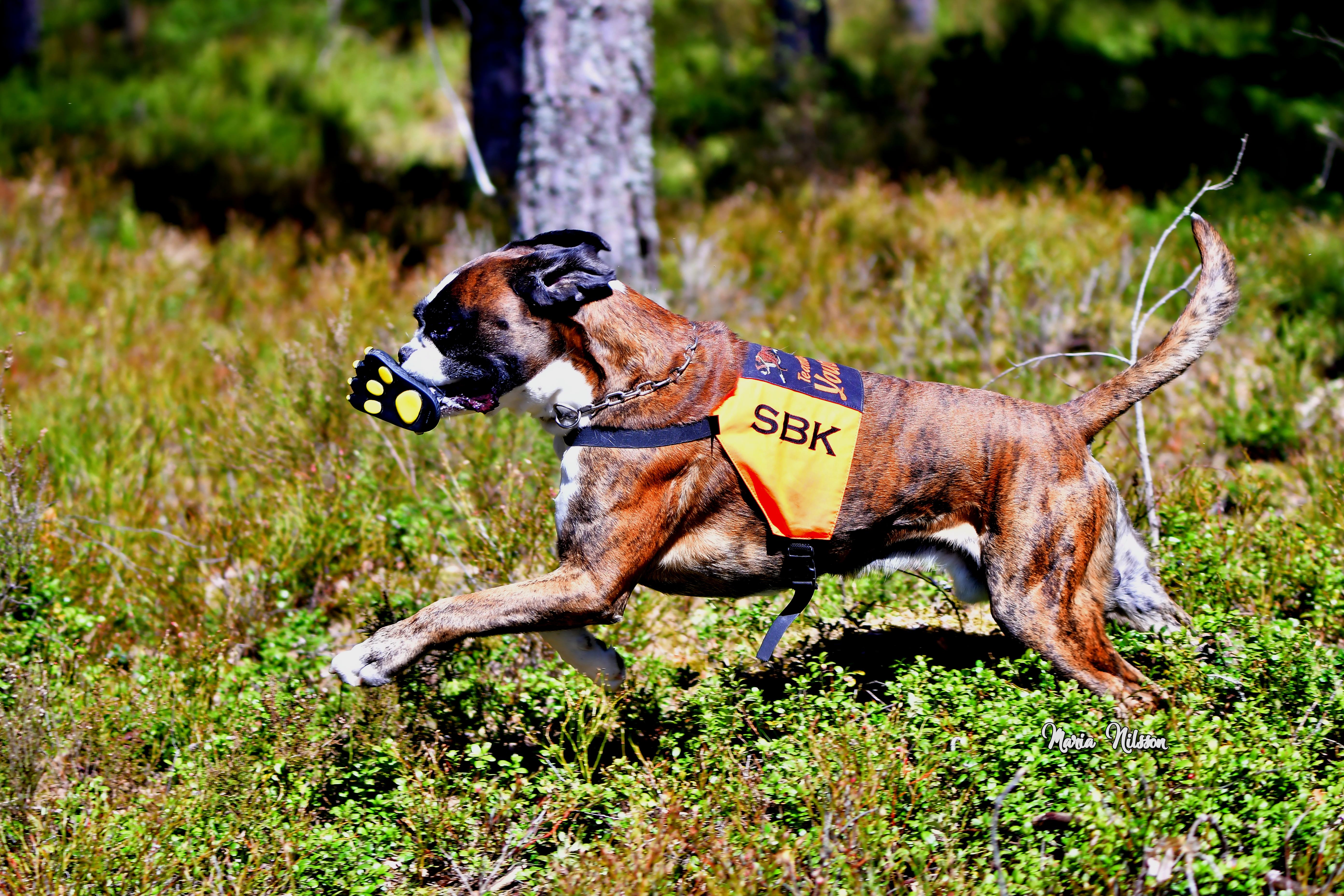 Boxer i arbete