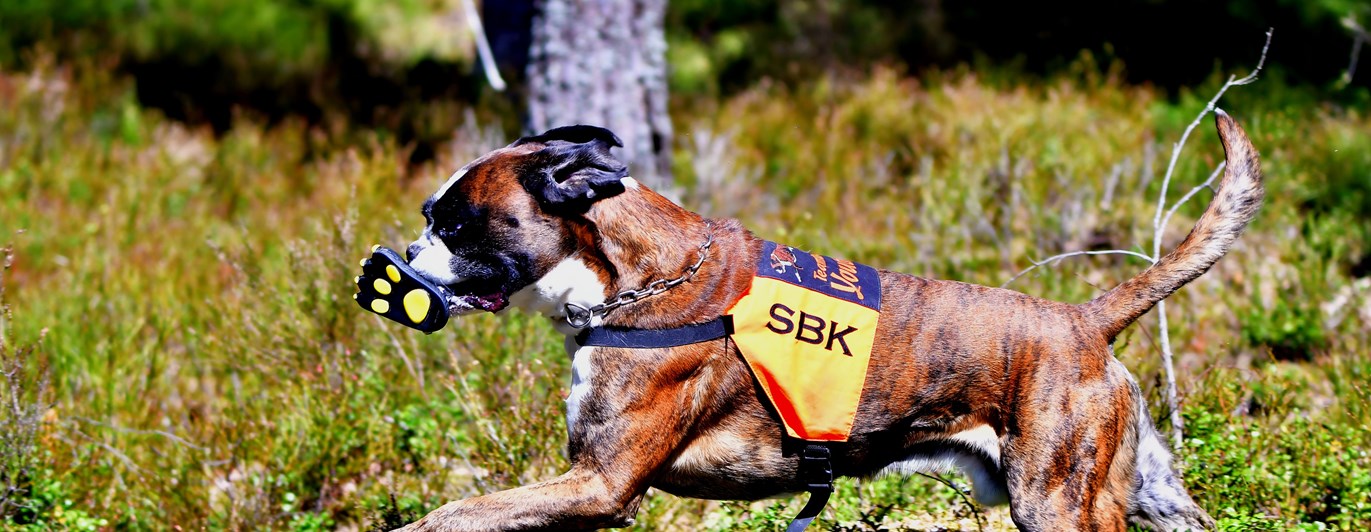 Boxer i arbete