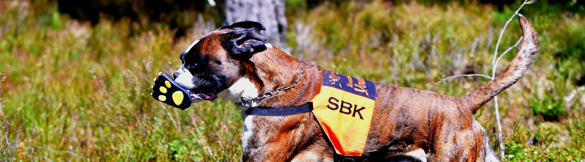 Boxer i arbete