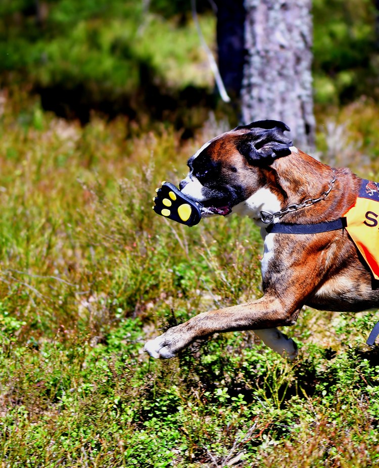 Boxer i arbete
