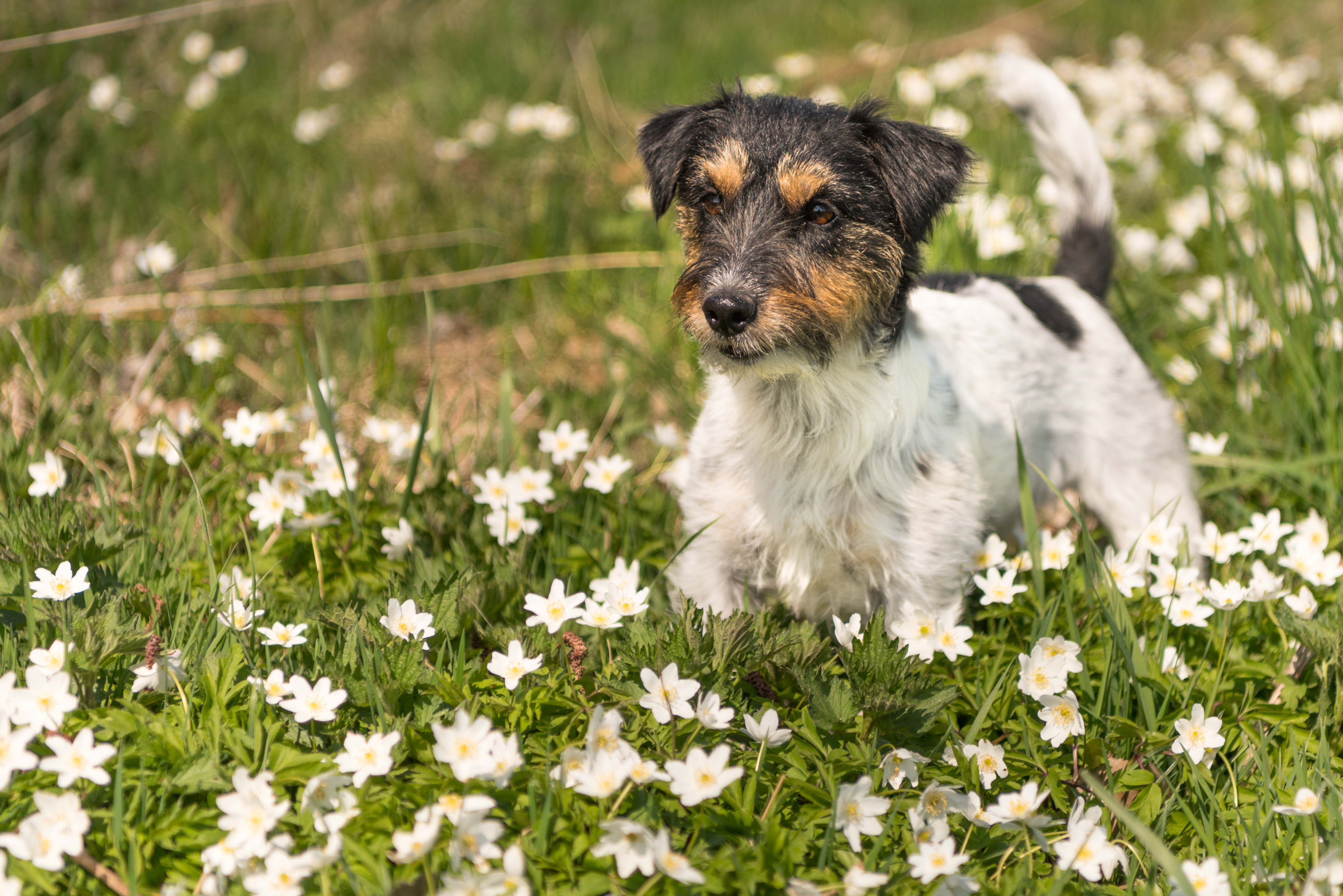 Jack russell terrier bland vitsippor