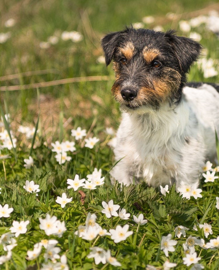 Jack russell terrier bland vitsippor