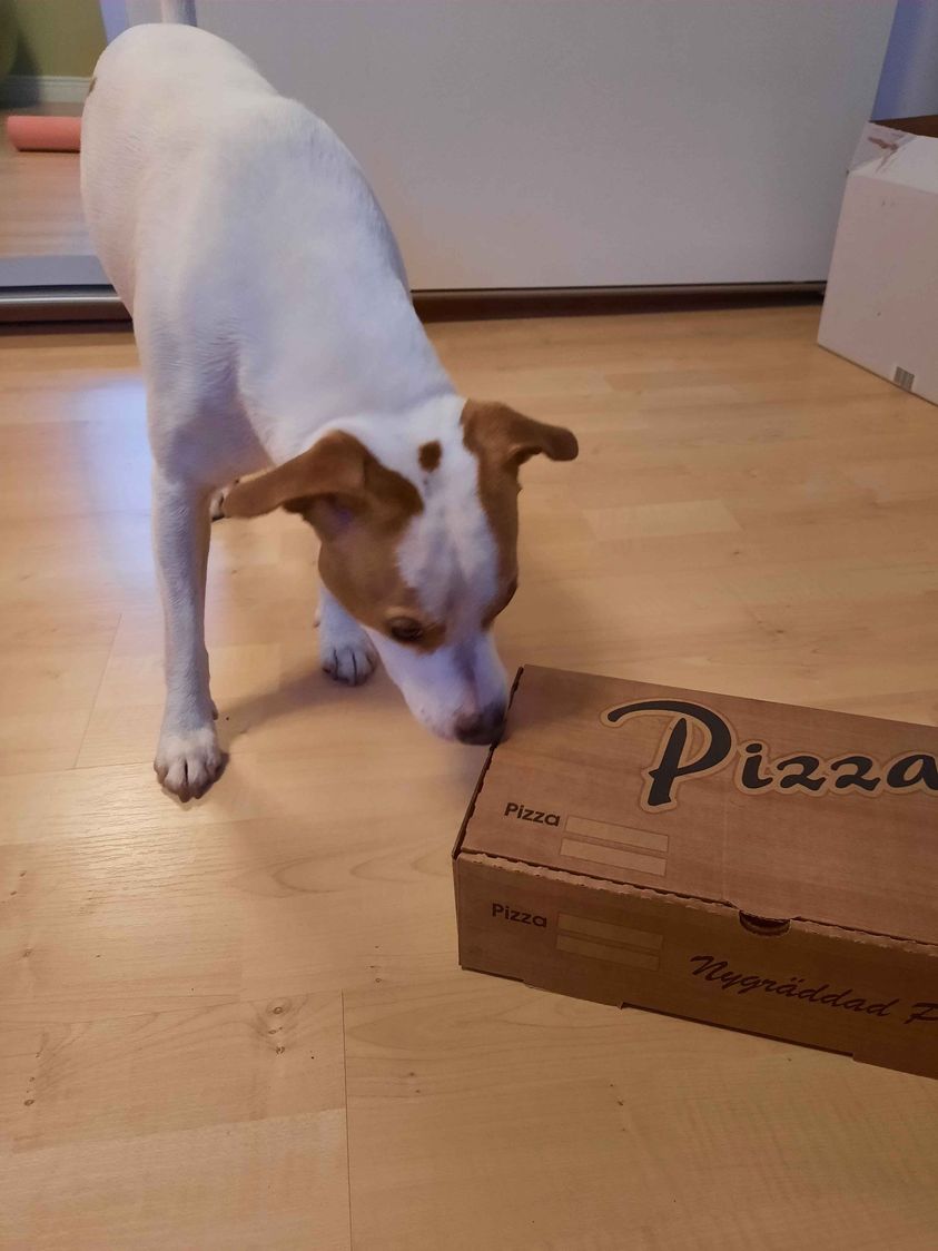 Nosework dvs hund som söker doftämne gömd i kartong