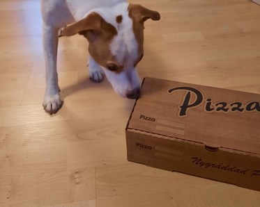 Nosework dvs hund som söker doftämne gömd i kartong