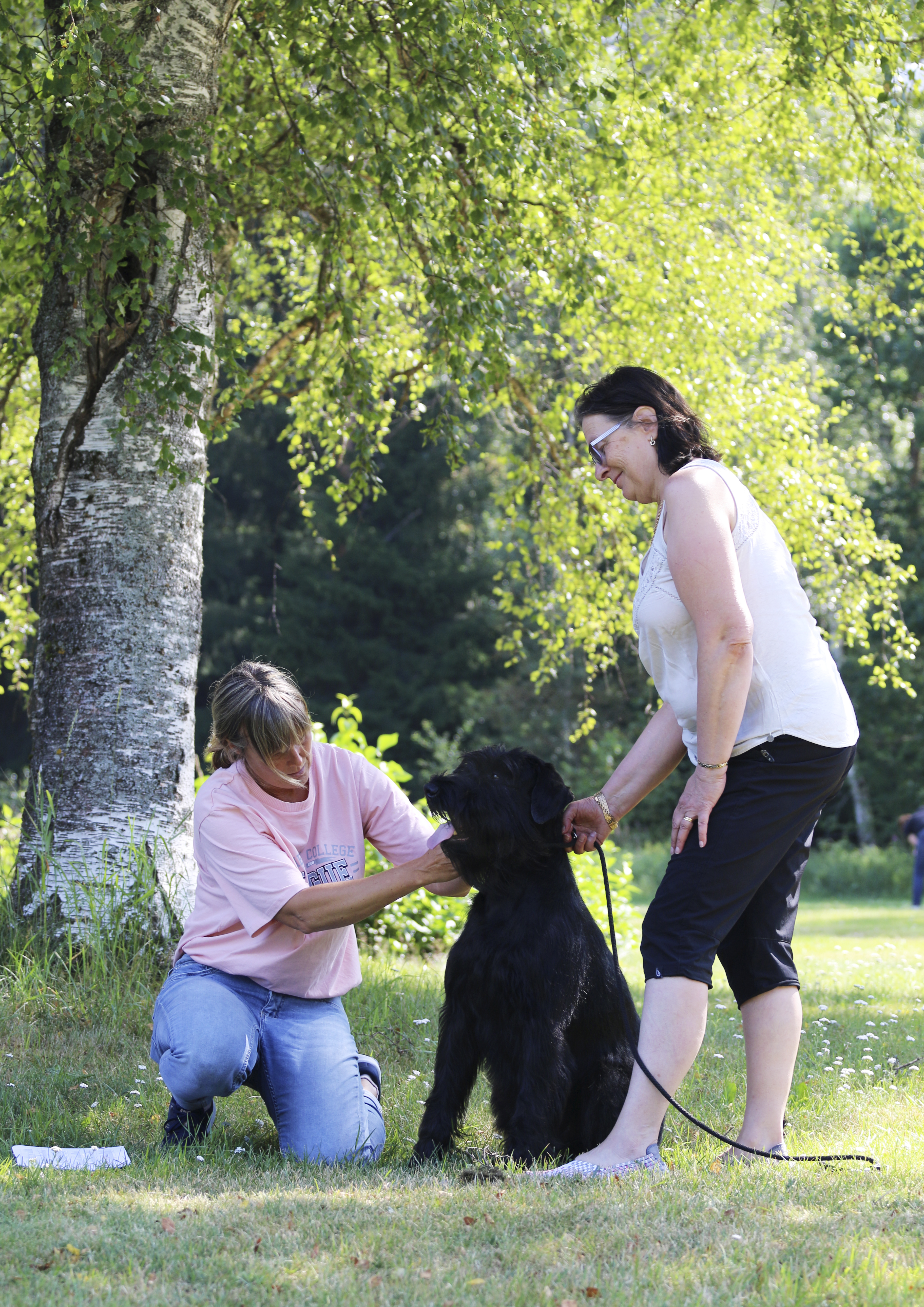 Exteriörbeskrivaning riesenschnauzer
Foto: Gunilla Andersson