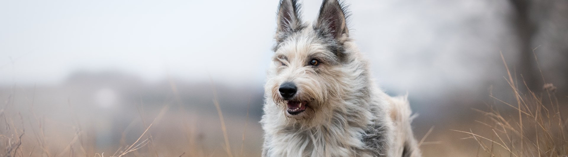 Bild på hund som springer.