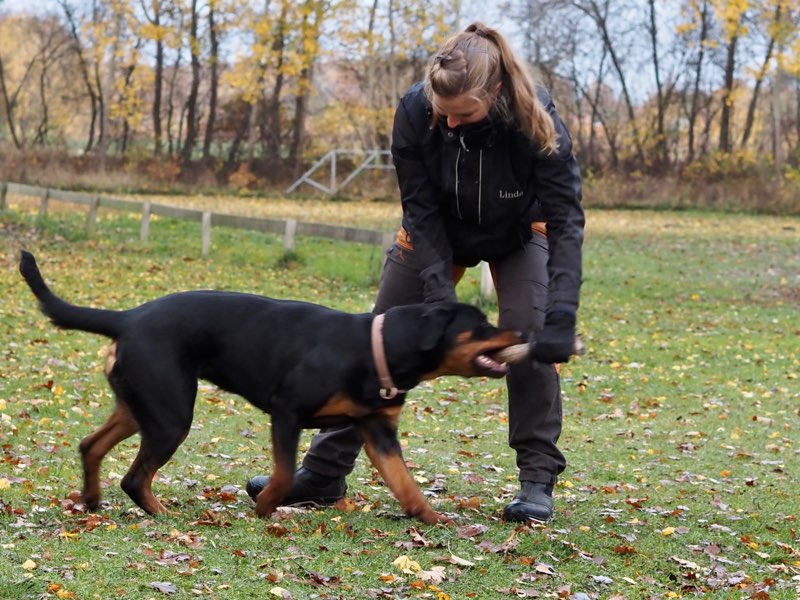 bild på hund som leker
