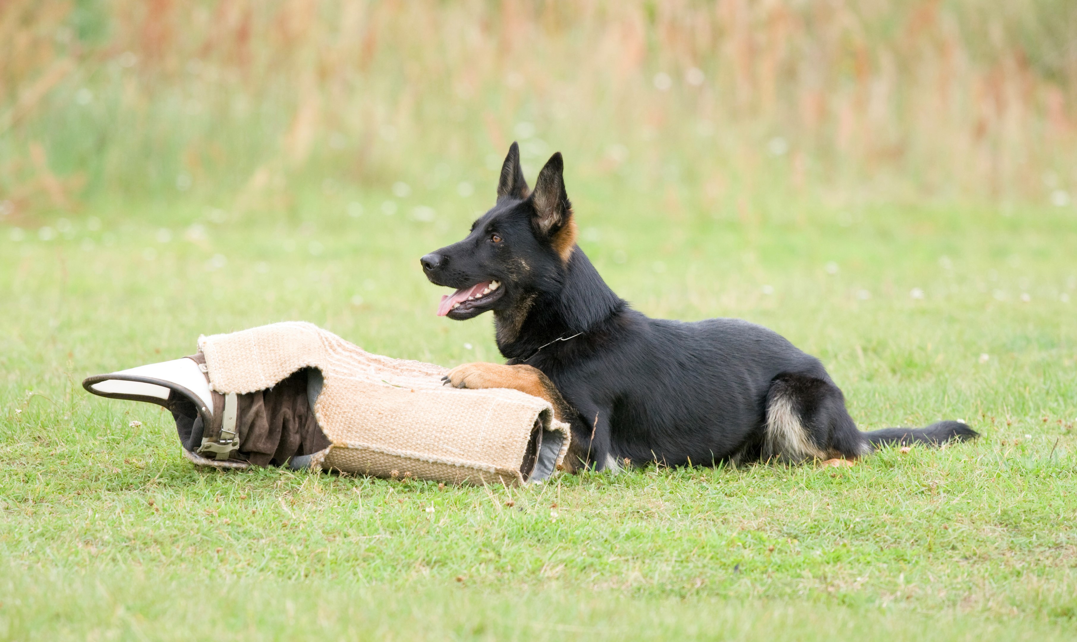 Hund ligger vid skyddsärm IGP