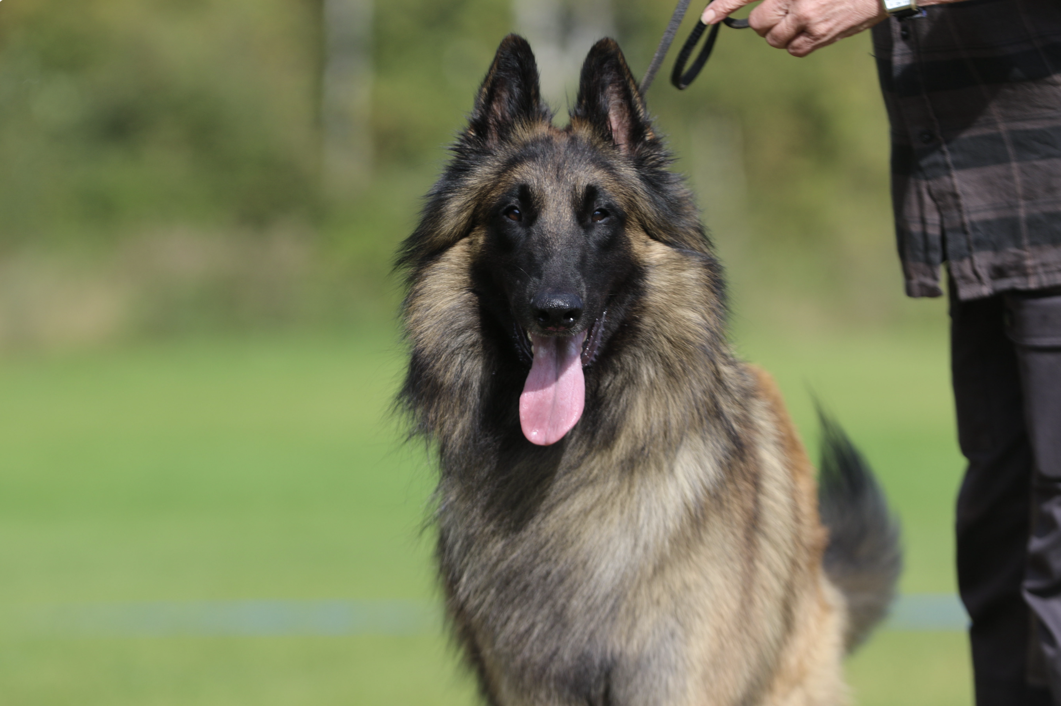 Belgisk vallhund - terv