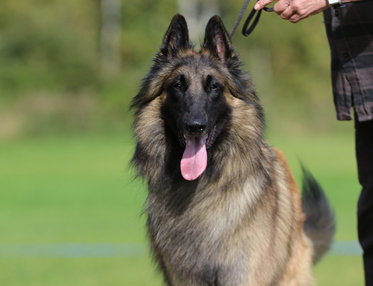 Belgisk vallhund - terv