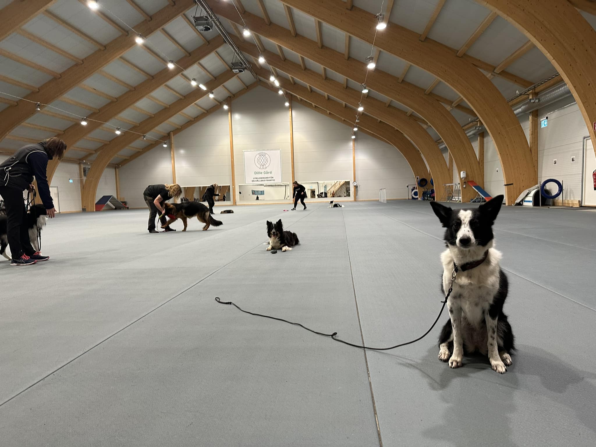Bilden tagen under klubbträning för Östersunds Brukshundklubb i Dillehallen.